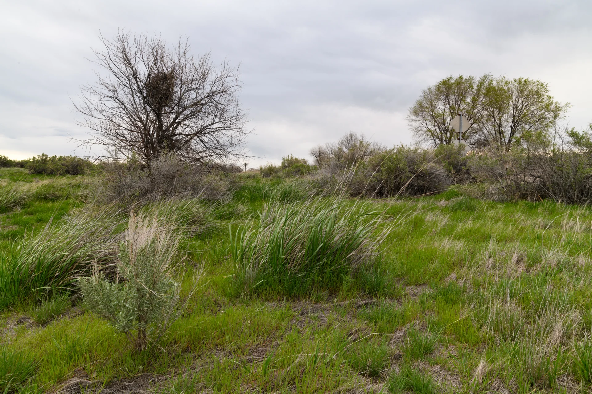 Magpie Nest Under Construction