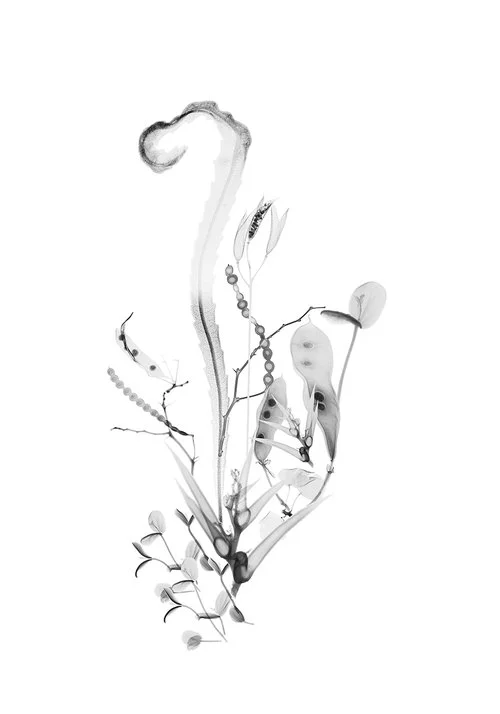   Columbian Exchange I  