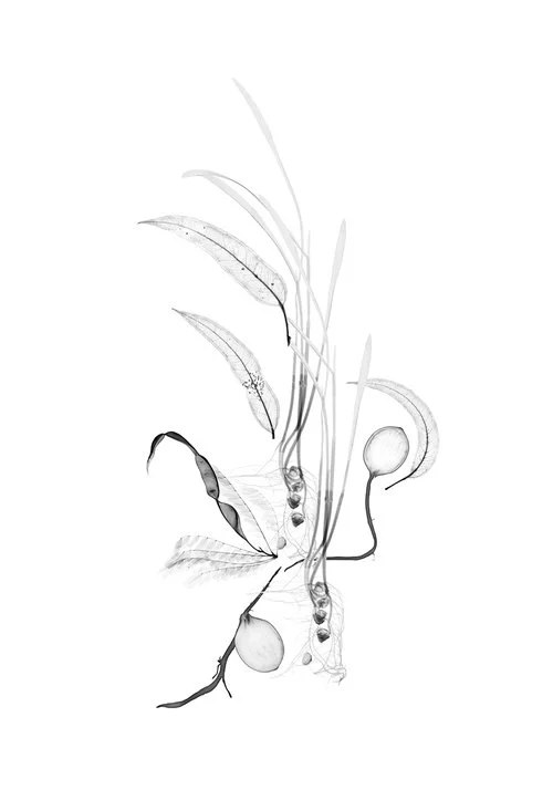   Columbian Exchange III  