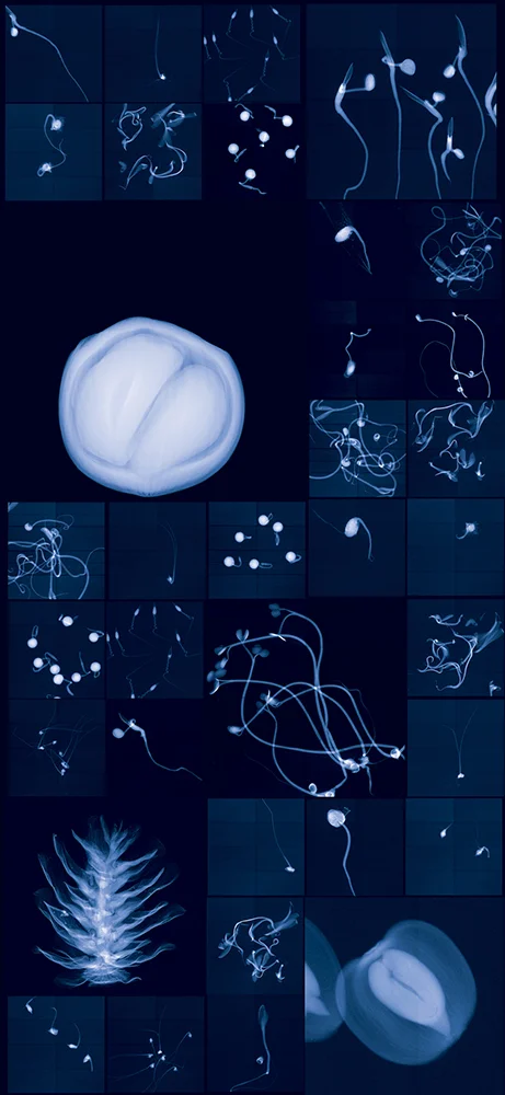   Millennium Seed Bank Research Seedlings and Lochner-Stuppy Test Garden no. 2  