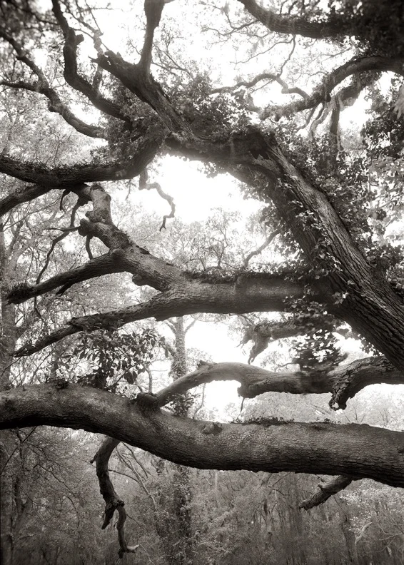 Limbs, over 100 years old