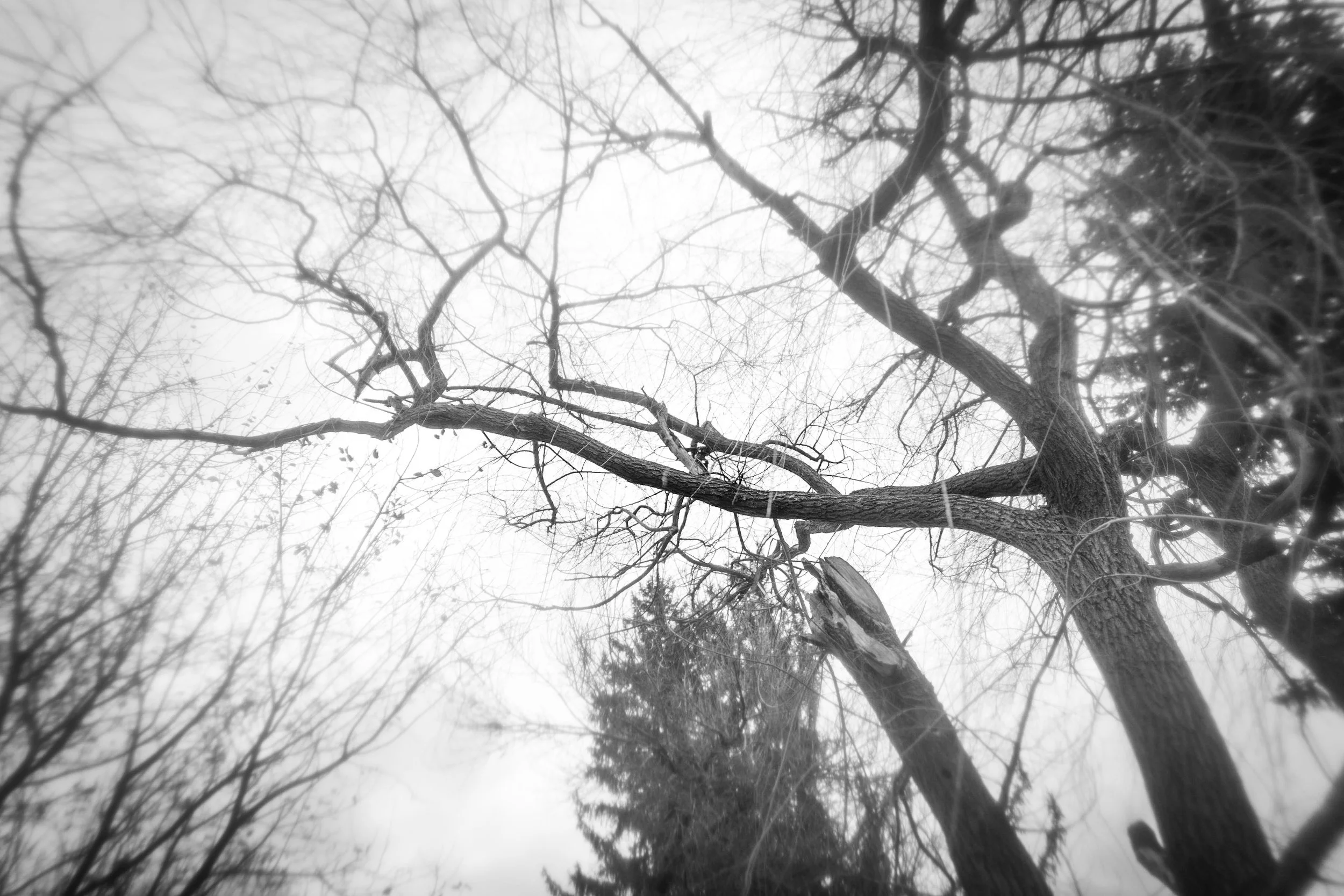  The Highest We Dared 