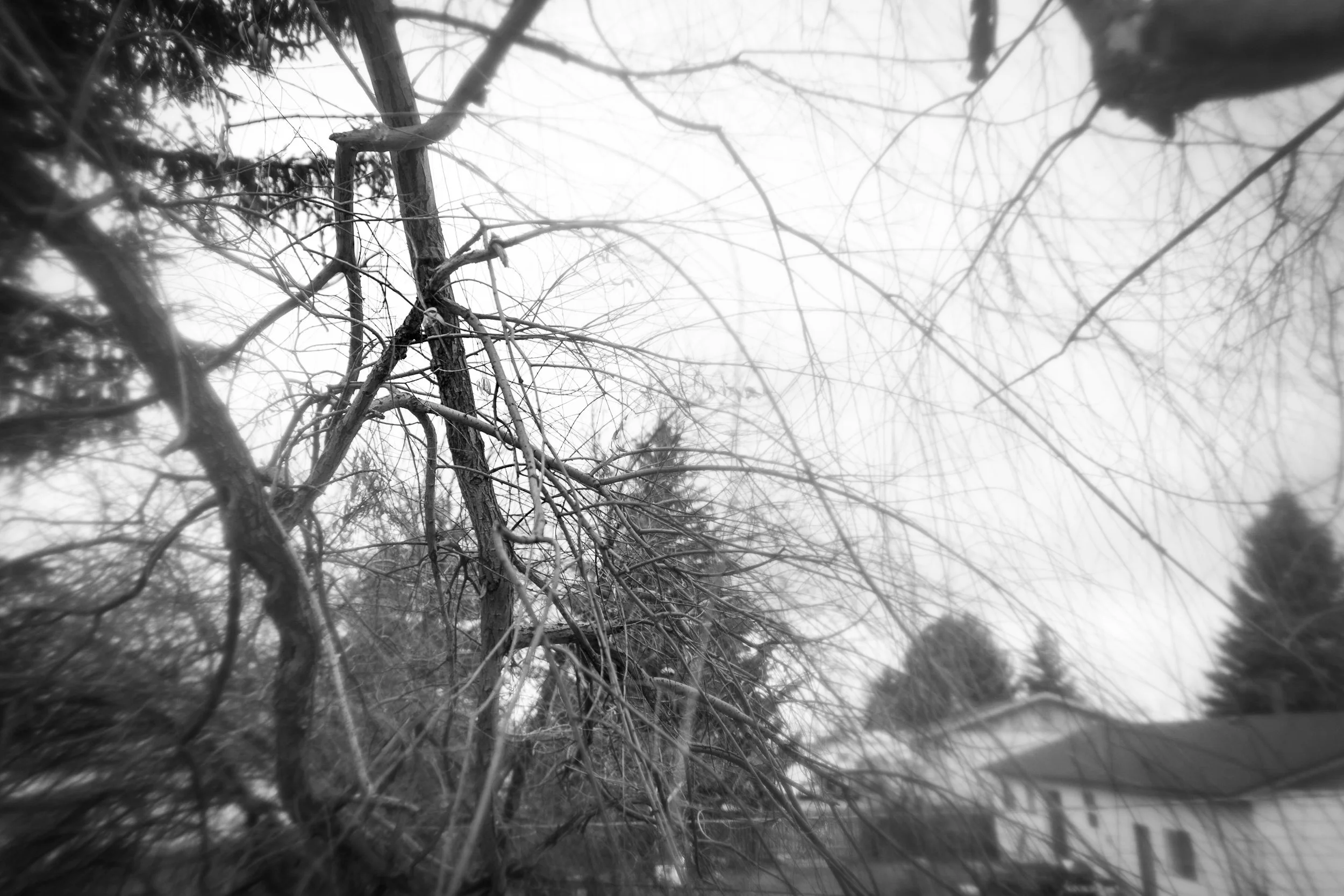  Encompassed by the Branches 