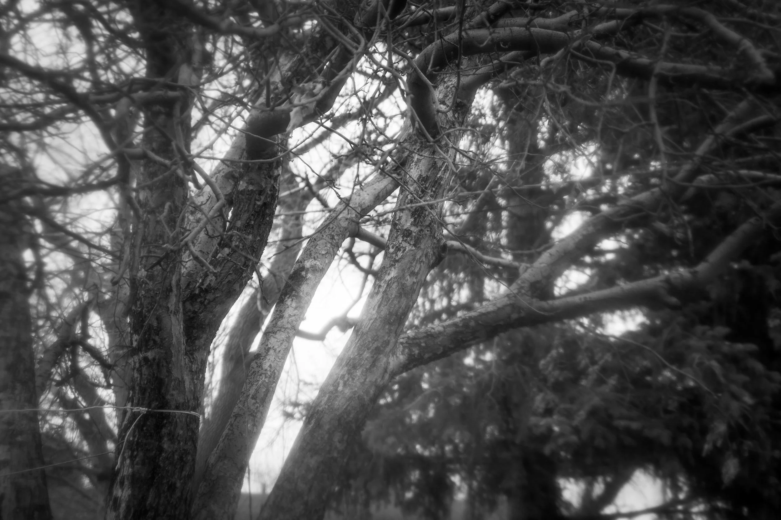  No Ordinary Apple Tree 