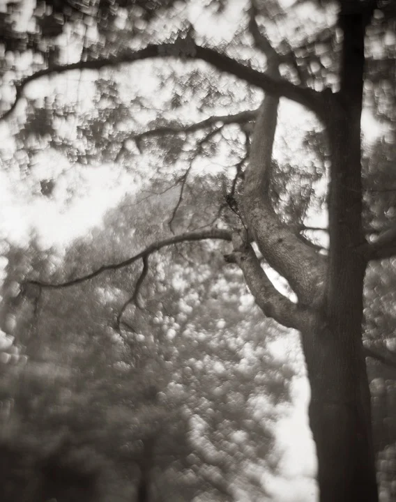 Tree, which held our old swing