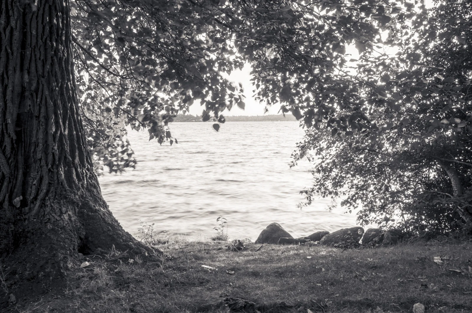  Chism Park, Bellevue, Washington 2016 