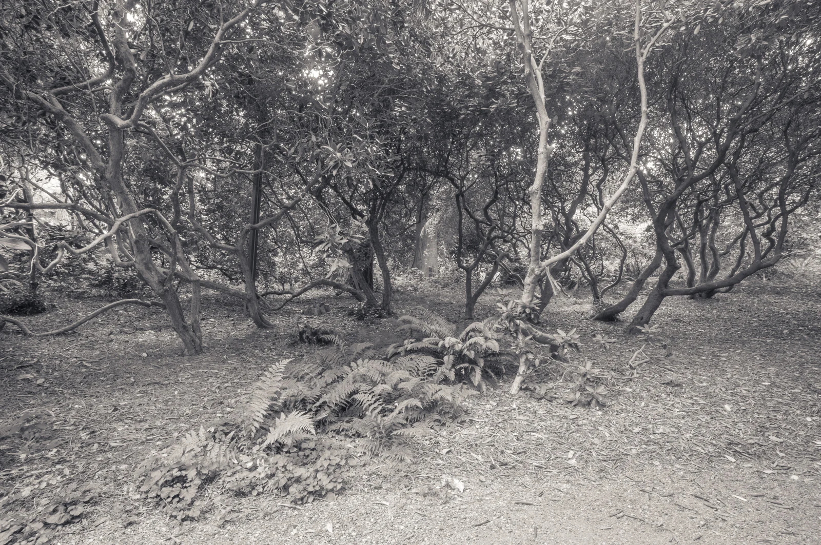  Rhododendron Glen, Washington Arboretum, Seattle, Washington 2016 