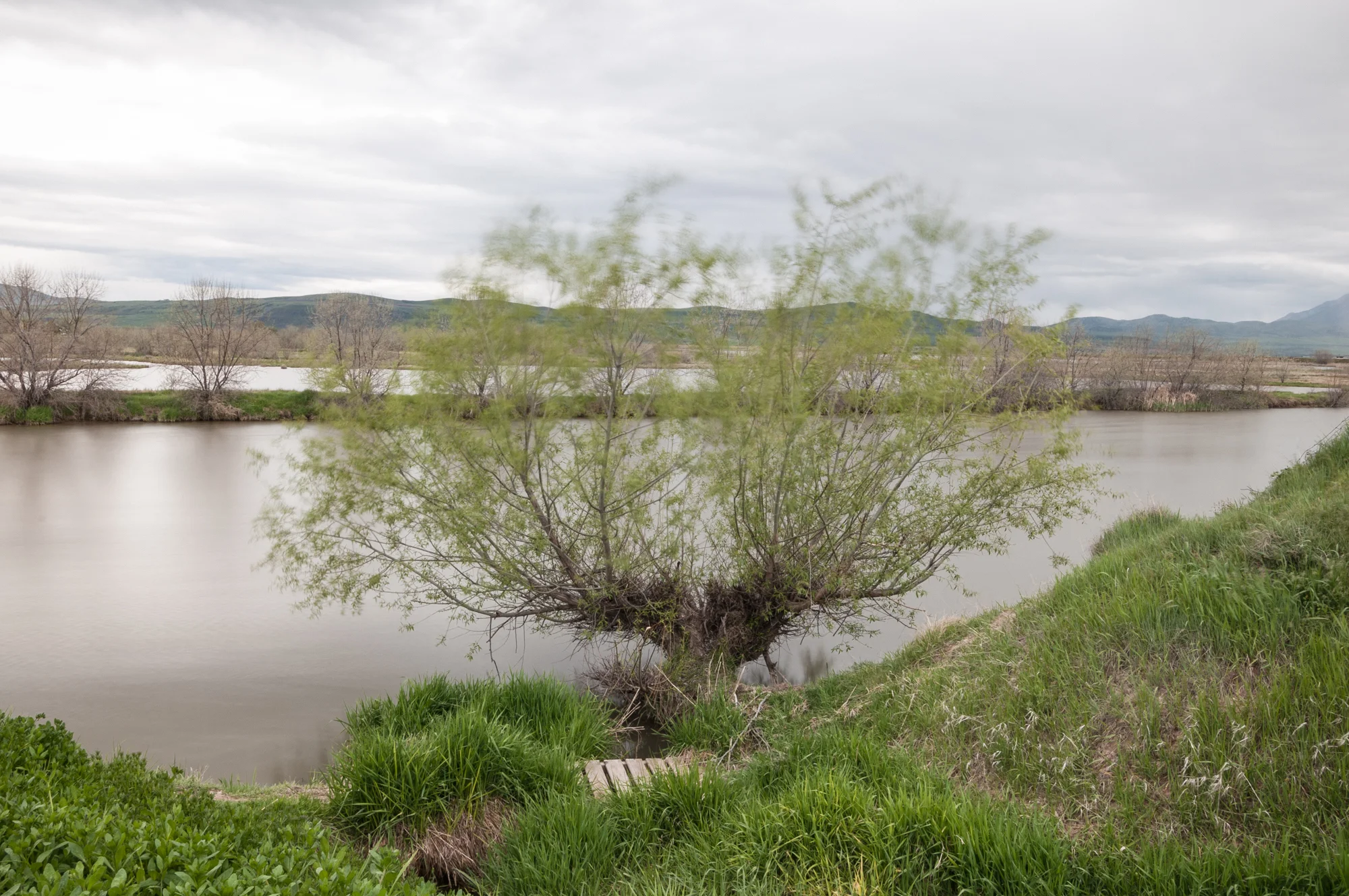  Tree Blown by the Breeze, Bear River, Benson, Utah, 2016 