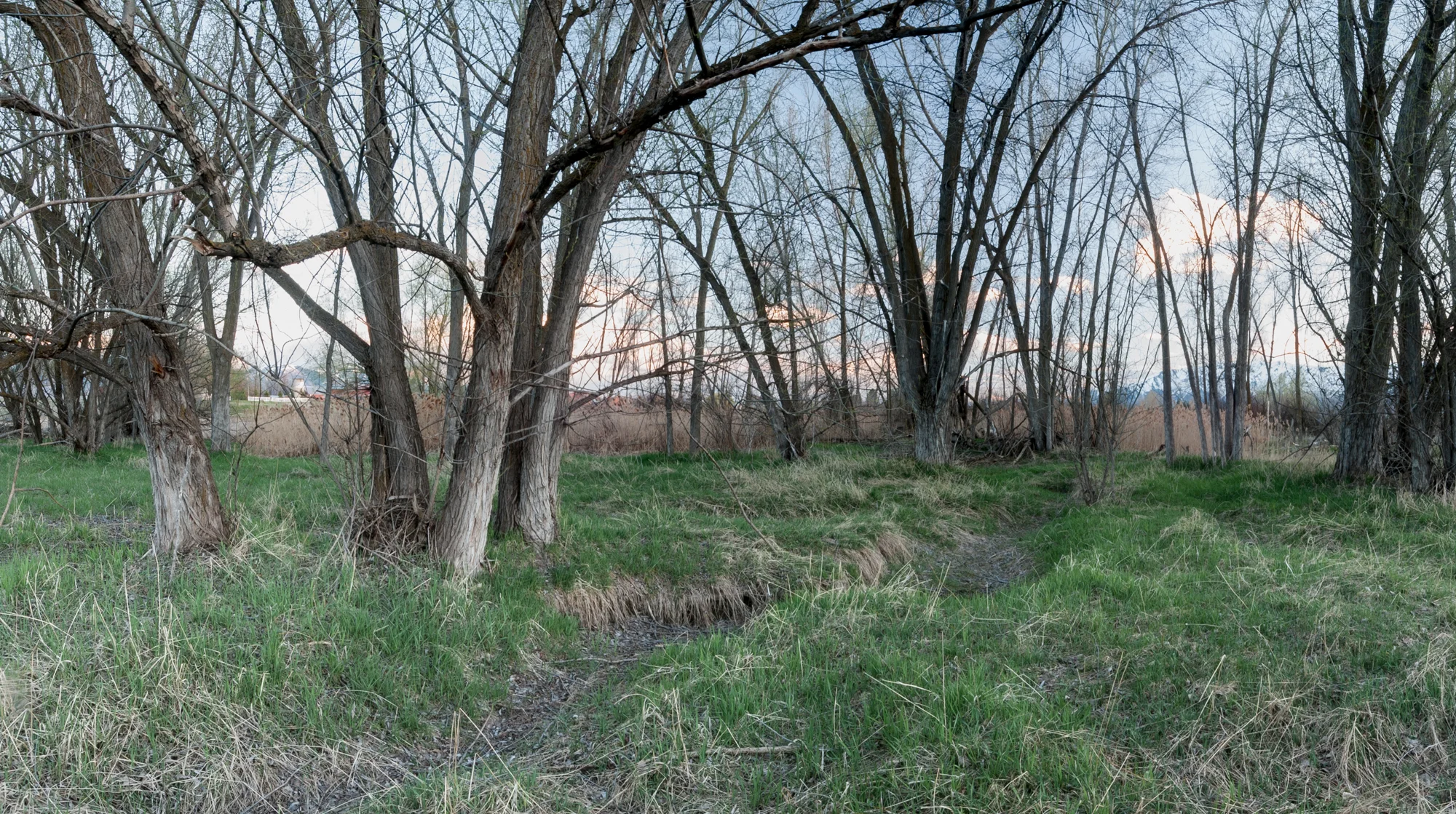  Cottonwoods, Ditch, Benson, Utah, 2016 