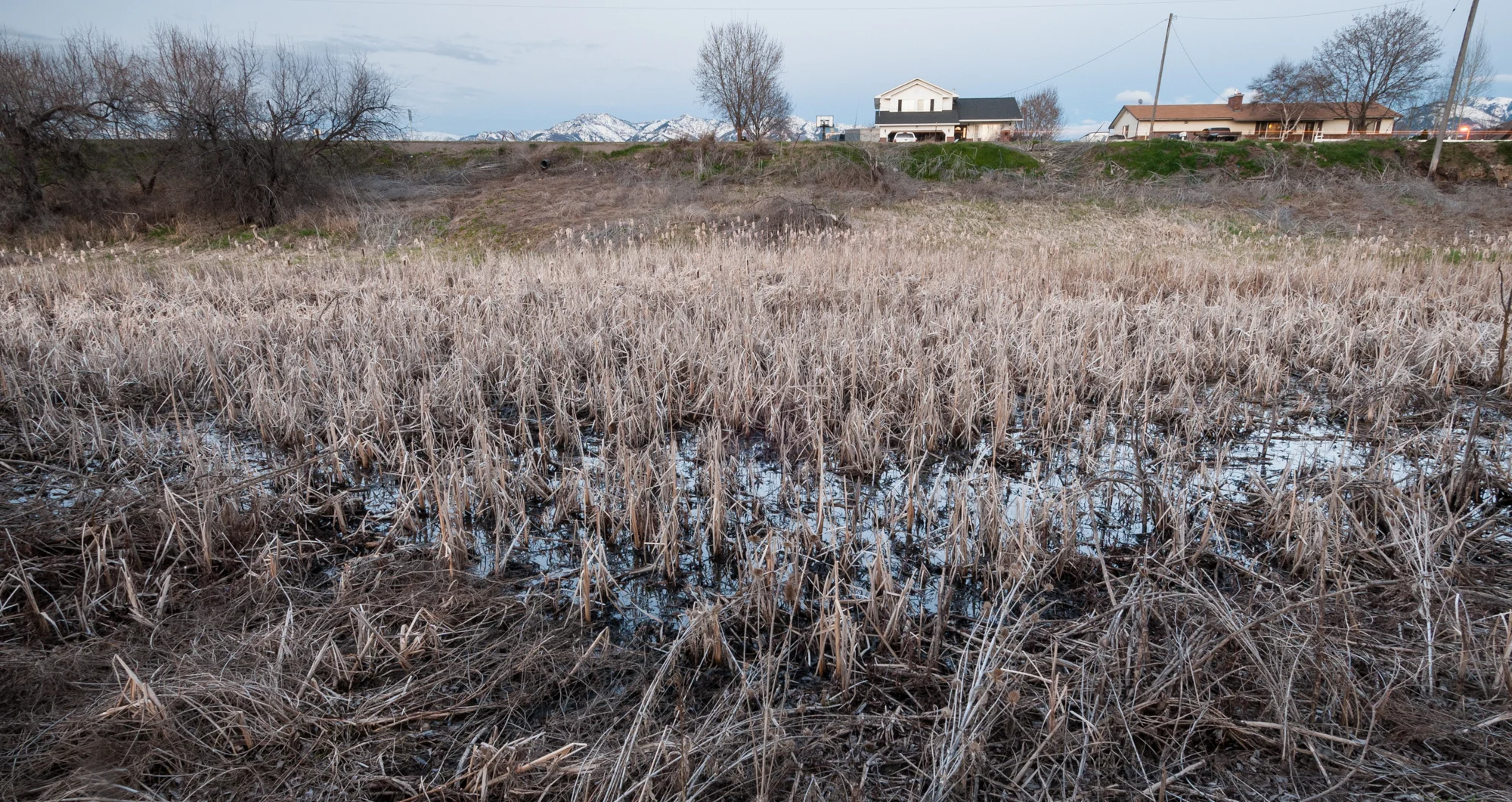  Cattails,  Benson, Utah, 2016 