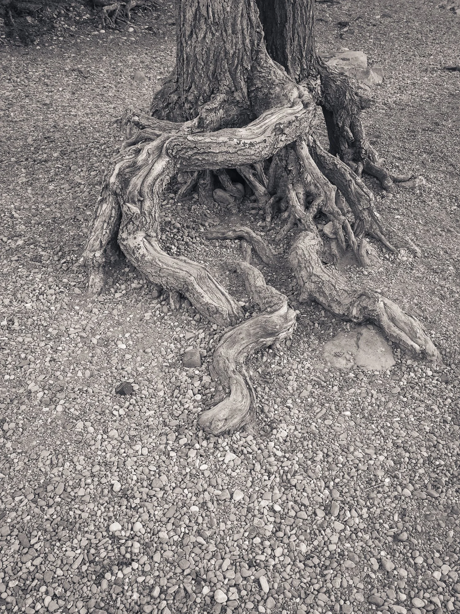 Tree Roots Exposed by High Water, Bow River, Banff National Park, July 2015