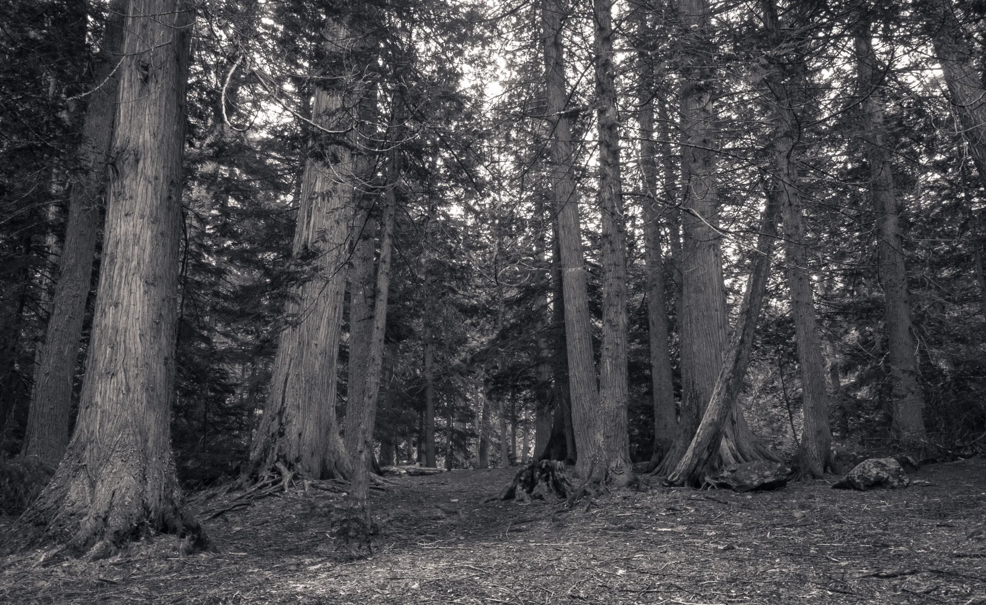 Cedars, Trail of the Cedars Nature Trail, Glacier National Park, July 2015