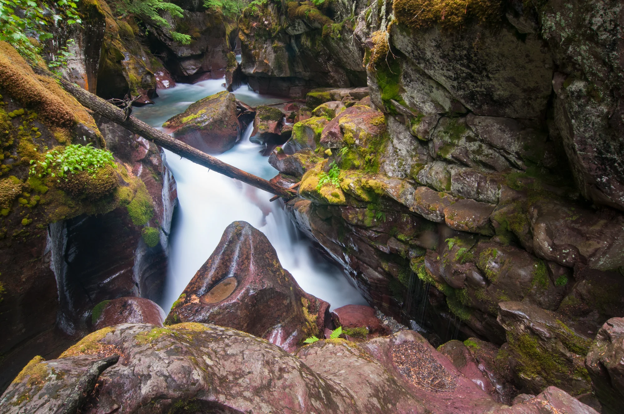 Avalanche Gorge, Glacier National Park, July 2015