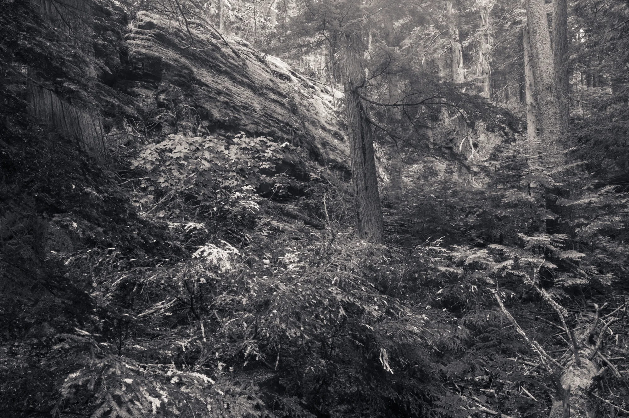 Trail of the Cedars, Glacier National Park, July 2015