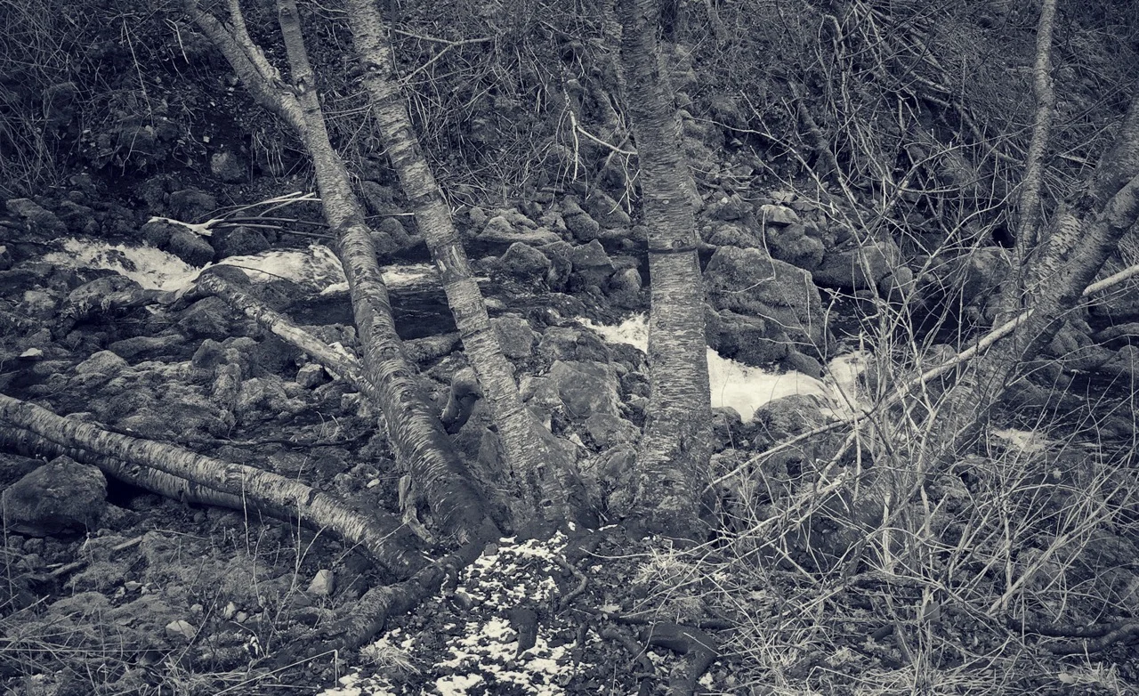  Maple Trees in Spring Hollow, Utah, 2015 