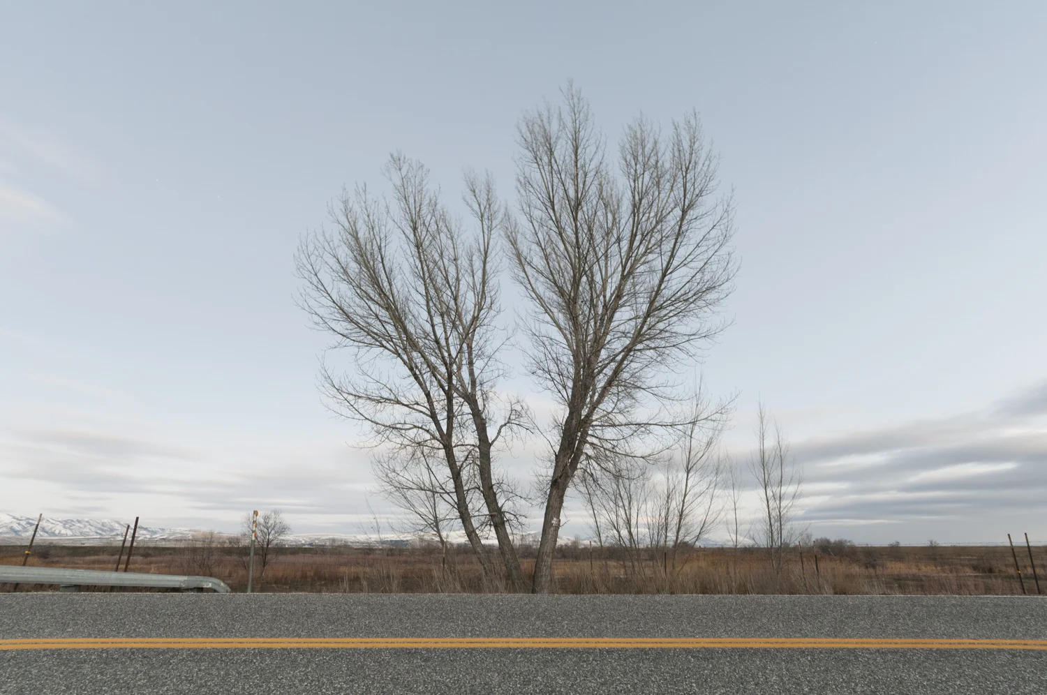  Cottonwoods by State Road 142, Amalga, Utah 2016 