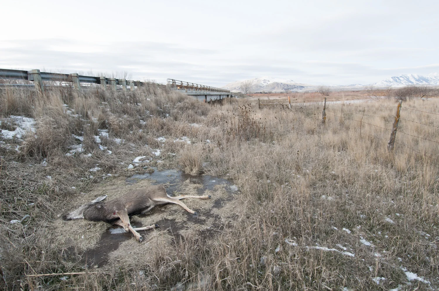  Dead Deer at Bear River Bottoms WMA, Utah, 2016 