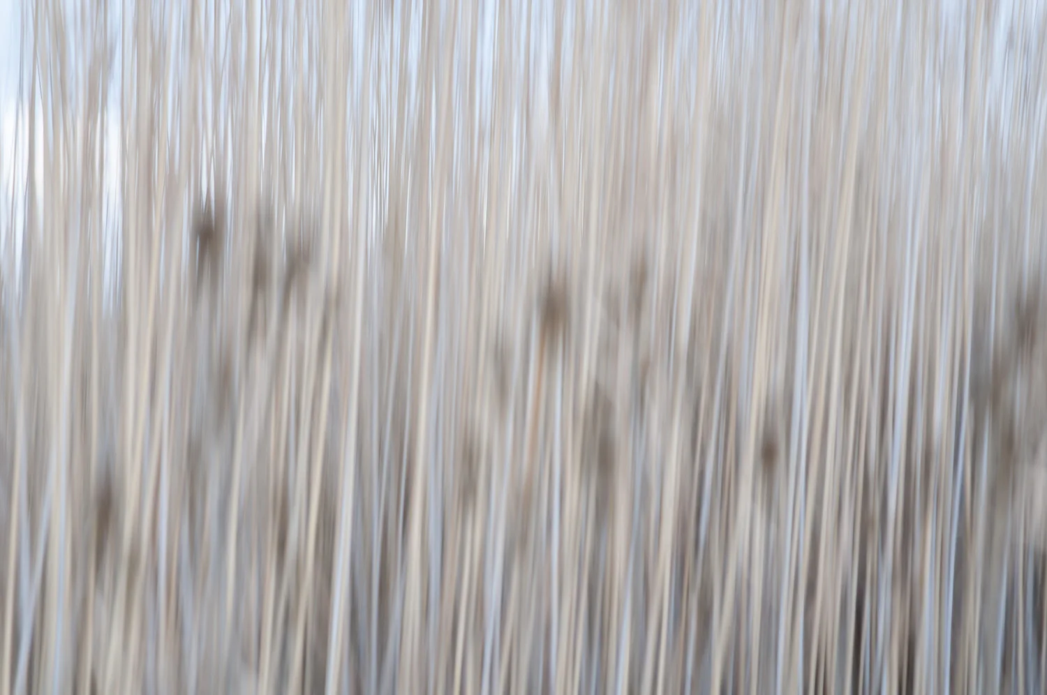  Phragmites 
